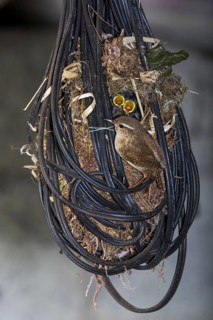 Eurasian Wren (Troglodytes troglodytes) and hatchlings in nest made in tangled electric wire in
