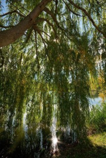 Weeping willow (Salix Babylonier) backlit by the sun on a lake, body of water, Germany, Europe