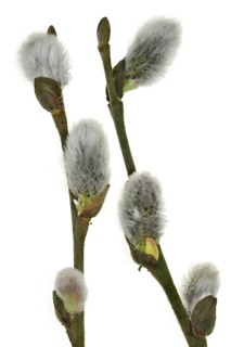 Goat willow, Pussy willow (Salix caprea), Great sallow male catkins, Belgium, Europe