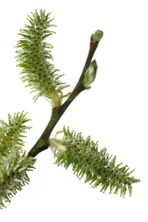 Goat willow, Pussy willow (Salix caprea), Great sallow twig with female catkins in spring against