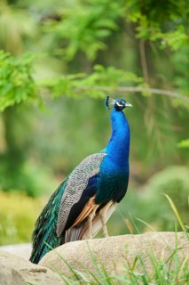 Indian peafowl (Pavo cristatus) standing on the ground, Spain, Europe