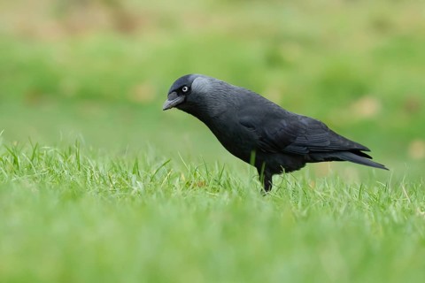 Jackdaw (Corvus monedula) adult bird on a garden lawn, Suffolk, England, United Kingdom, Europe