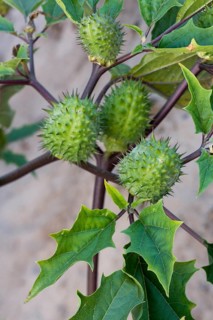 Jimson weed (Datura stramonium), jimson weed spiny capsules