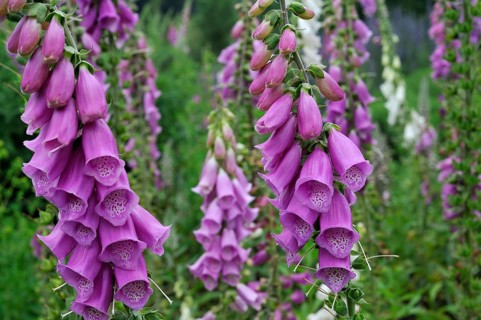 Common foxglove (Digitalis purpurea), Purple foxglove/ Lady's glove