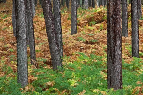 Scots pine (Pinus sylvestris), scots pine, Scots pine, White pine, Whitebark pine, Scots pine and