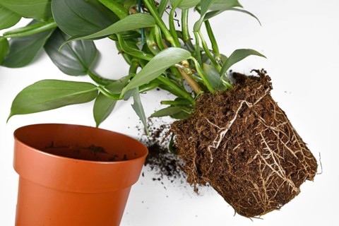 Repotting of plant showing roots in soil shaped like flower pot of exotic houseplant next to empty