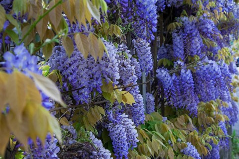 Chinese wisteria (Wisteria sinensis)