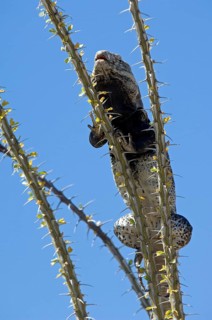 Sonoran spiny-tailed iguana (Ctenosaura hemilopha macrolopha) basking on ocotillo (Fouquieria