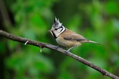 Crested Tit (Parus cristatus) with prey, Lower Saxony, Germany, side, Europe