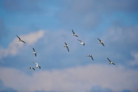 Little terns (Sternula albifrons) flying in the sky, Camargue, France, Europe
