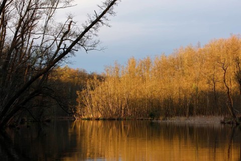 Alder forest in spring shortly after sunrise, Müritz National Park, Mecklenburg-Western Pomerania,