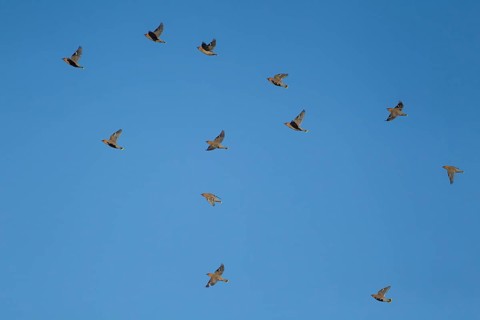 Waxwing (Bombycilla garrulus) twelve adult birds flying in a flock, Suffolk, England, United