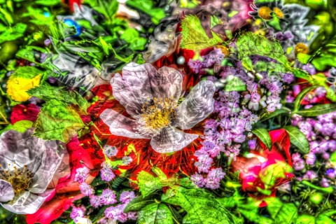 Dog rose (Rosa canina), dog rose, dog rose, heather rose, hagrose, oilpainting-like picture,
