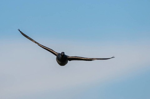 Brent Goose (Branta bernicla), bird in flight over Marshes at winter time