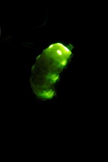 Glow Worm Beetle, female, Lower Saxony, Germany (Lampyris noctiluca)