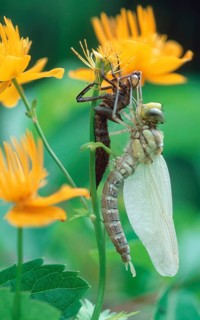 Emerging larva of Emperor Dragonfly, Lower Saxony, Deutschland (Aeshna cyanea)