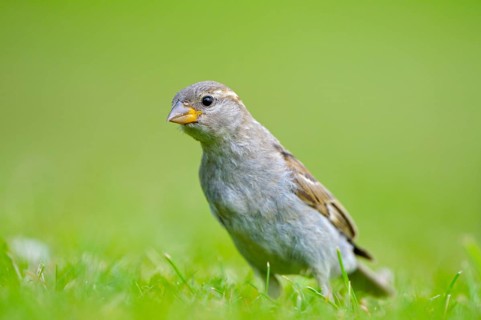 House sparrow, young bird, Island of Texel, North Holland, Netherlands