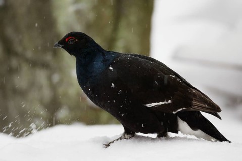 Black Grouse (Tetrao tetrix) male, side
