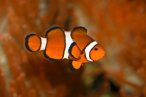 Eastern Clownfish, True Clownfish, Harlequinfish, Mourning Band Anemonefish (Amphiprion percula)