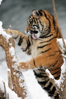 Sumatran tiger (Panthera tigris sumatrae), young