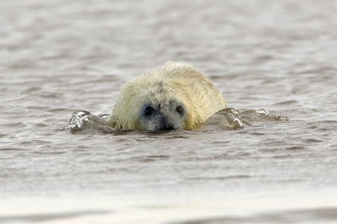 Grey Seal (Halichoerus grypus), young, England