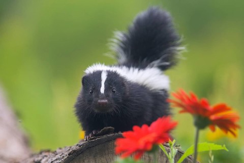 Skunk, juvenile, Striped skunk (Mephitis mephitis)