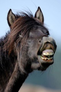 Dülmen wild horse, Merfelder Bruch, Dülmen, North Rhine-Westphalia, Germany, Europe