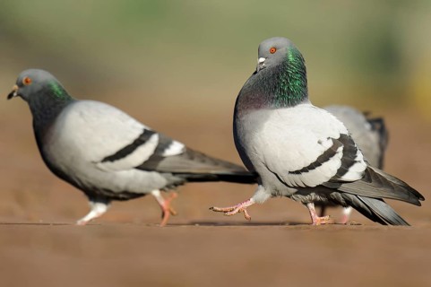 City pigeons, feral domestic pigeon