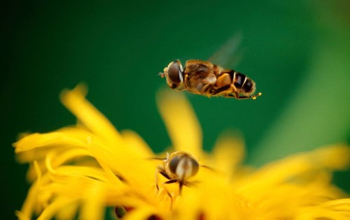 Common hover-fly, Lower Saxony, Germany (Syrphus ribesii)