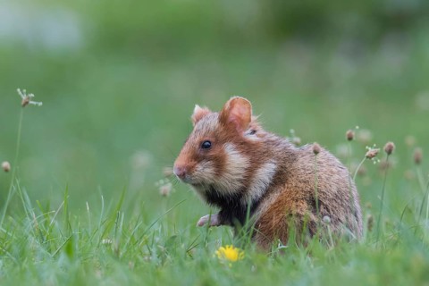 European hamster (Cricetus cricetus), sits in meadow, Neusiedeler See National Park, Burgenland,