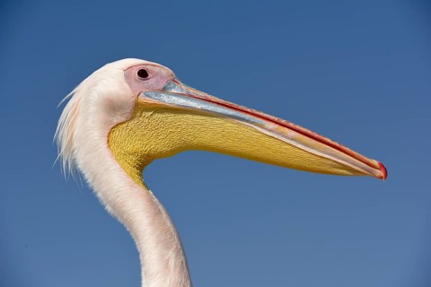 Great white pelican (Pelecanus onocrotalus), animal portrait, near Pelican Point, Walfish Bay,