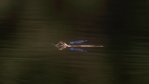 Close-up, small red-eyed damselfly (Erythromma viridulum), male, Neustadt am Rübenberge, Germany,