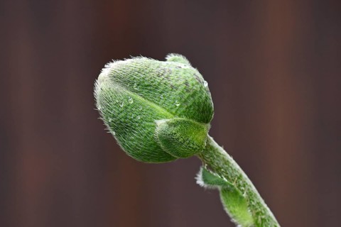Closed (Papaver) flower bud in front of dark background