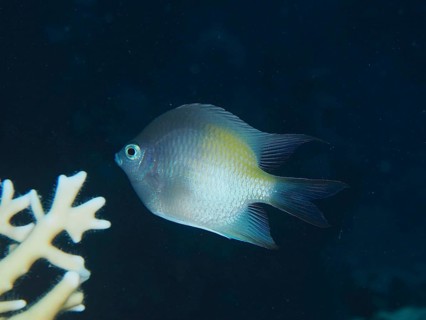 Yellow-sided damselfish (Amblyglyphidodon flavilatus), dive site House Reef, Mangrove Bay, El