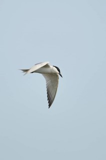 Gull-billed tern (Gelochelidon nilotica) flying in the sky, hunting, ebro delta, Catalonia, Spain,