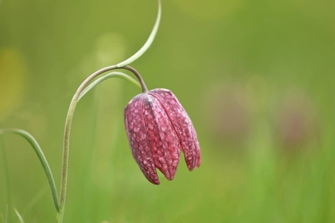 Snake's head fritillary (Fritillaria meleagris), in a meadow, Wilden, North Rhine-Westphalia,