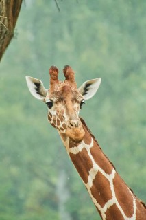 Reticulated giraffe (Giraffa camelopardalis reticulata), portrait, Germany, Europe