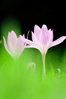 Autumn crocus (Colchium speciosum), September, Saxony, Germany, Europe