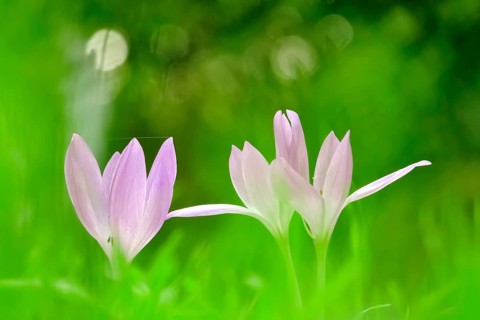 Autumn crocus (Colchium speciosum), September, Saxony, Germany, Europe