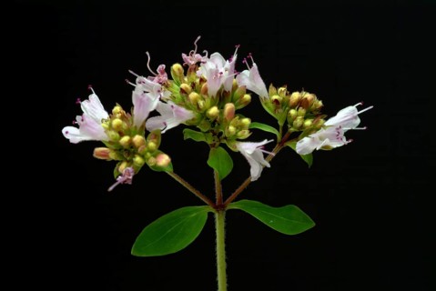 Oregano (Origanum vulgare), true dost, labiates family, used as a spice plant and medicinal herb