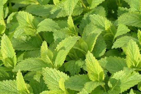 Lemon balm (Melissa officinalis) or melissa, family of the labiates, the foliage leaves, Melissae
