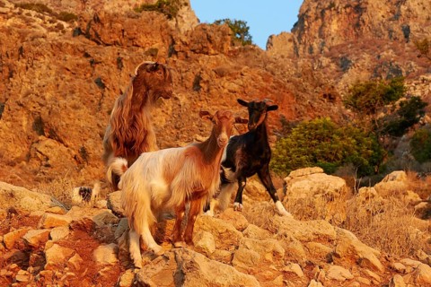 Goats (Caprae), on rocks, reddish morning light, Gramvoussa Peninsula, Pirate Bay, Balos, Tigani,