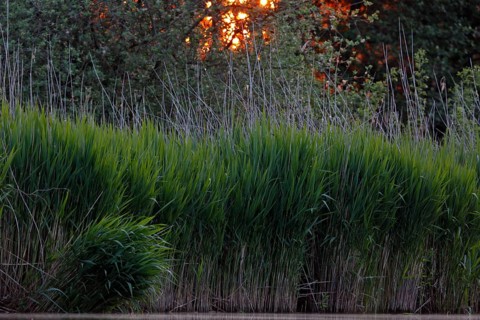 Sunset over the reeds on the Trebel River, Peene Valley River Landscape nature park Park,