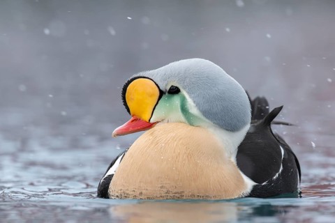King eider (Somateria spectabilis), portrait of a male, Batsfjord, Båtsfjord, Varanger Peninsula,
