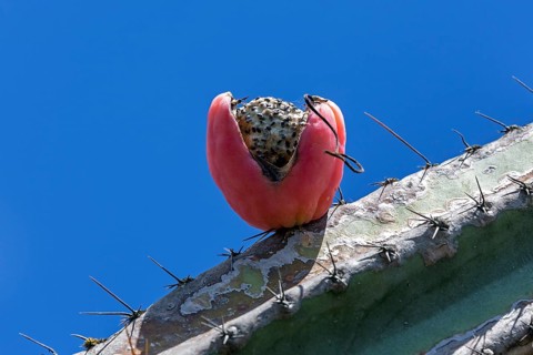 Cactus, cactus fruit, ripe fruit of the Peruvian apple cactus (Cereus repandus), Botanical Garden