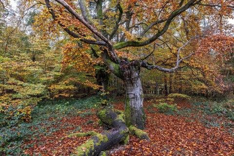 Ancient copper beech (Fagus sylvatica), Hutebuche, Hutewald Halloh, Hesse, Germany, Europe