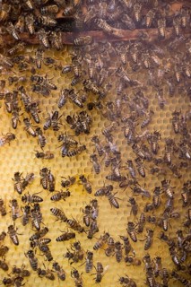 Honey bees (Apis mellifera) on honeycombs in a beehive, Lower Saxony, Germany, Europe