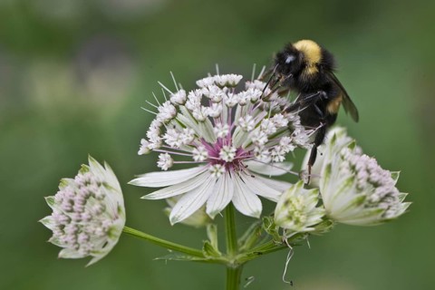 White-tailed bumblebee (Bombus lucorum) on Starthistle (Astrantia major), Emsland, Lower Saxony,