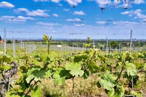 Vineyards in Rhineland-Palatinate, Germany, Europe