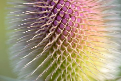 Wild teasel (Dipsacus fullonum), inflorescence in front of flowering, close-up, North